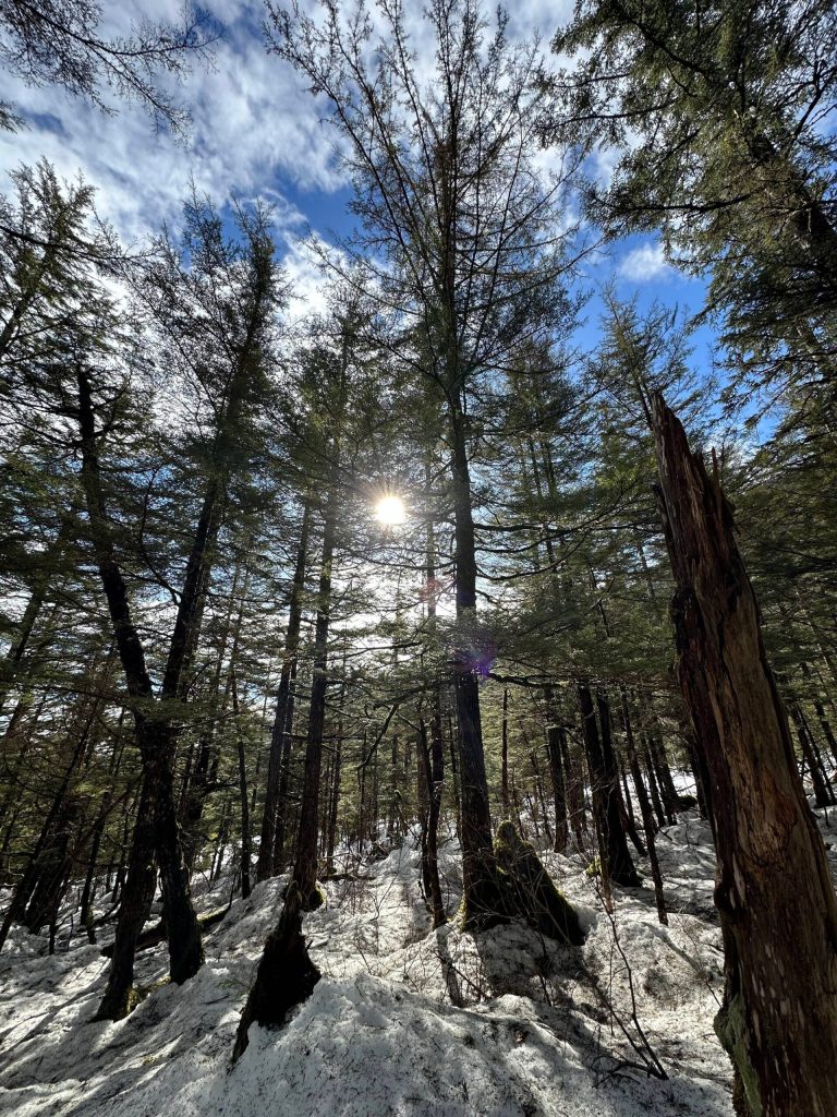 This photo was taken along the Gastineau Meadows Trail. (Courtesy Photo / Deana Barajas)