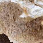 Elongated cell structure on a Dupont Beach mushroom seen. (Courtesy Photo / Denise Carroll)