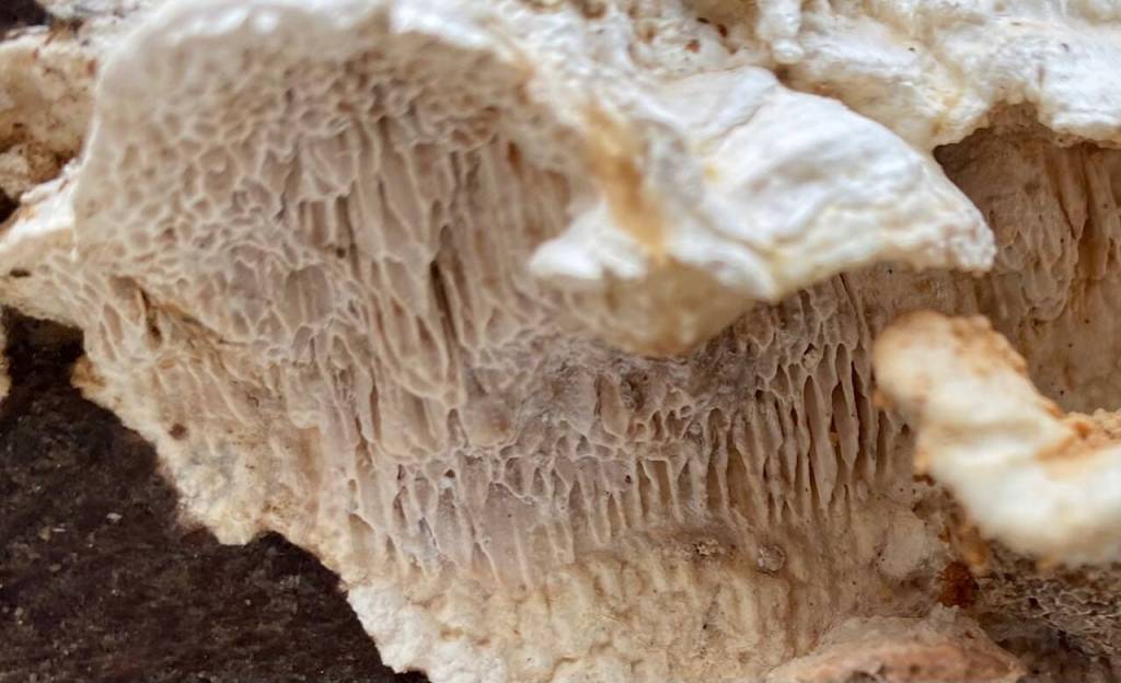 Elongated cell structure on a Dupont Beach mushroom seen. (Courtesy Photo / Denise Carroll)