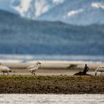 The tide was out at Eagle Beach with three snow geese feeding on seaweed. (Courtesy Photo / Kenneth Gill, gillfoto)