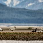 The tide was out at Eagle Beach with three snow geese feeding on seaweed. (Courtesy Photo / Kenneth Gill, gillfoto)