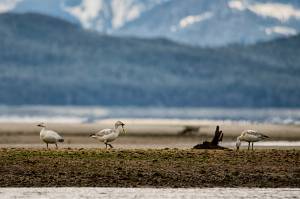 The tide was out at Eagle Beach with three snow geese feeding on seaweed. (Courtesy Photo / Kenneth Gill, gillfoto)