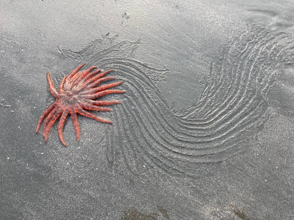 Sun-star and track at low tide on beach at Jensen-Olsen Arboretum on Earth Day. (Courtesy Photo / Roman Motyka)