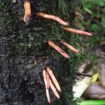 This photo taken along the Rainforest Trail shows adventitious shoots on a red alder. (Mary F. Willson / For the Juneau Empire)