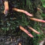 This photo taken along the Rainforest Trail shows adventitious shoots on a red alder. (Mary F. Willson / For the Juneau Empire)