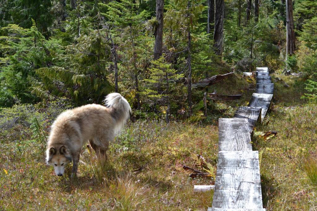 Togiak accompanies Angie when harvesting. (Courtesy Photo / Angie Flickinger)