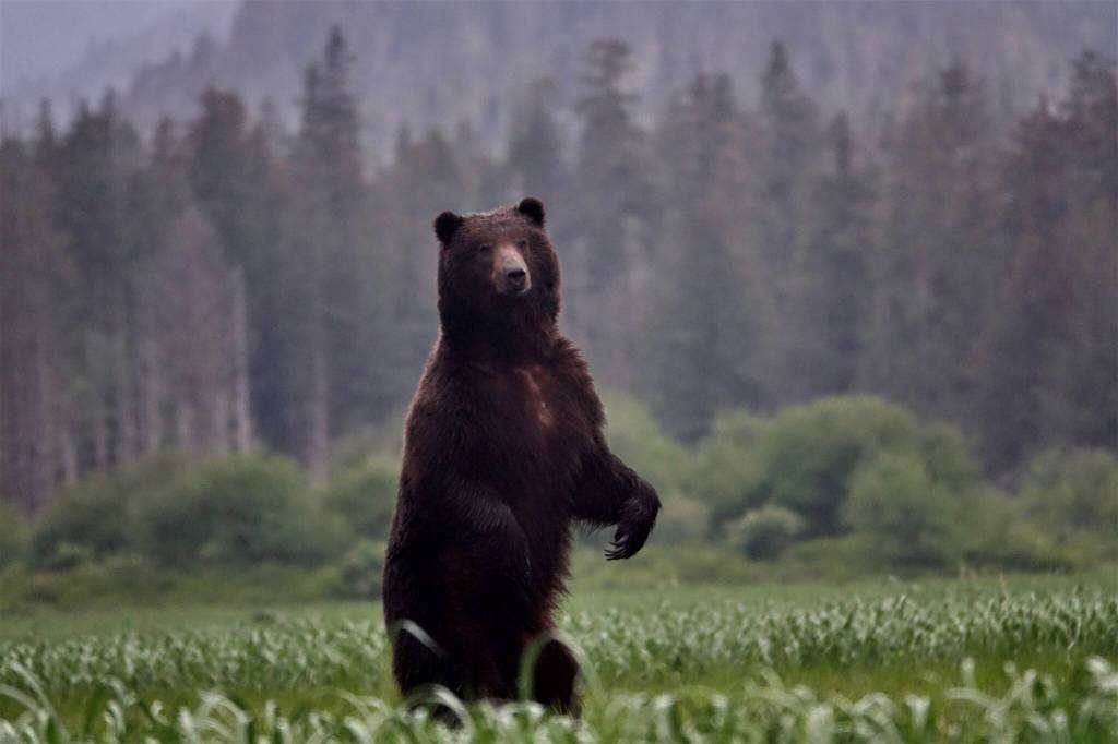 A brown bear stands up on Admiralty Island, whose Lingít name is Kootznoowoo, or Fortress of the Brown Bear. Some of us did see a bear emerge from the woods across the harbor at the end of the trip, but we didnt get a photo. (Courtesy Photo / Bjorn Dihle)