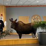 In this Thursday, April 6, 2023, image provided by Providence Alaska, a moose stands inside a Providence Alaska Health Park medical building in Anchorage, Alaska. The moose chomped on plants in the lobby until security was able to shoo it out, but not before people stopped by to take photos of the moose. (Providence Alaska)