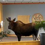 In this Thursday, April 6, 2023, image provided by Providence Alaska, a moose stands inside a Providence Alaska Health Park medical building in Anchorage, Alaska. The moose chomped on plants in the lobby until security was able to shoo it out, but not before people stopped by to take photos of the moose. (Providence Alaska)