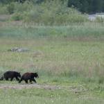 Ben Hohenstatt /Juneau Empire File
Two bears in late June walk in a field parallel to Egan Drive.