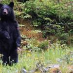 Dana Zigmund / Juneau Empire File
A black bear looks around near the Shrine of St. Therese in 2021.