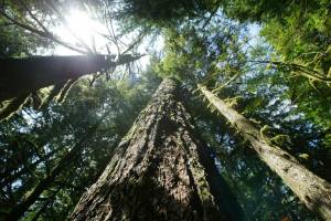 Old growth Douglas fir trees stand along the Salmon river Trail on the Mt. Hood National Forest outside Zigzag, Ore. The Biden administration has identified more than 175,000 square miles of old growth and mature forests on U.S. government lands. The Associated Press obtained details on the government’s first-ever national inventory of older forests in advance of their expected public release on Thursday, April 20, 2023. (AP Photo / Rick Bowmer)