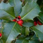 This December 2013 photo available under a Creative Commons license shows holly berries and leaves. A study of European holly in Spain showed that leaf browsing by mammals induces an increase of prickliness of the leaves. (Dendroica Cerulea / Flickr)