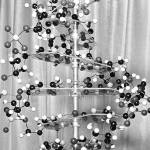 A model of a DNA molecule is displayed in the New York office of the Sloan-Kettering Institute for Cancer Research on Oct. 18, 1962. The discovery of DNAs twisted ladder structure 70 years ago opened up a world of new science  and also sparked disputes over who contributed what and who deserves credit. In an opinion piece published Tuesday, April 25, 2023, in the journal Nature, two historians are suggesting that while James Watson and Francis Crick did rely on research from Rosalind Franklin and her lab without their permission  Franklin was more a collaborator than just a victim. (AP Photo / Anthony Camerano)