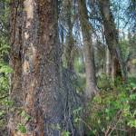 Stripped sections of bark and hardened drops of tree sap are seen on May 24, 2018, on trees near Big Lake that are infested with bark beetles. That kind of damage kills infested spruce trees. (Yereth Rosen / Alaska Beacon)
