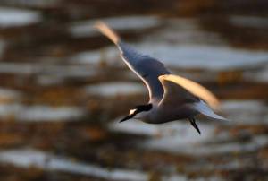 This photo shows an Aleutian tern. Intentionally scheduled during the slow season to help boost the economy between the steelhead and sockeye runs, the Yakutat Tern Festival is a celebration of Yakutats natural and cultural resources, highlighted by the areas Aleutian terns. The Yakutat Nature Society will host the 12th Annual Yakutat Tern Festival in Yakutat, from June 1 through June 4  with a more robust schedule of events compared to recent years. (Courtesy Photo / Nate Catterson)