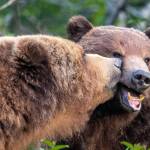 Bears greet each other on Chichagof Island in this picture from the fall of 2022 that won first prize for best feature photo from the Alaska Press Club during its annual awards banquet in April. It was the main photo for a Planet Alaska feature published in the Capital City Weekly in October of 2022. (Photo by Elleana Elliott)