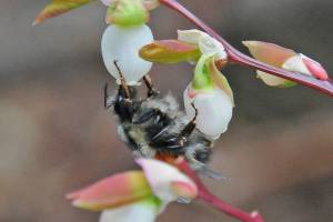 Blueberry flowers provide early-season food for bumblebees. (Courtesy Photo / Bob Armstrong)