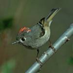 Ruby-crowned kinglets are singing, a signal that spring may really have arrived. (Courtesy Photo / Bob Armstrong)