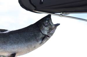 (Ben Hohenstatt / Juneau Empire File)