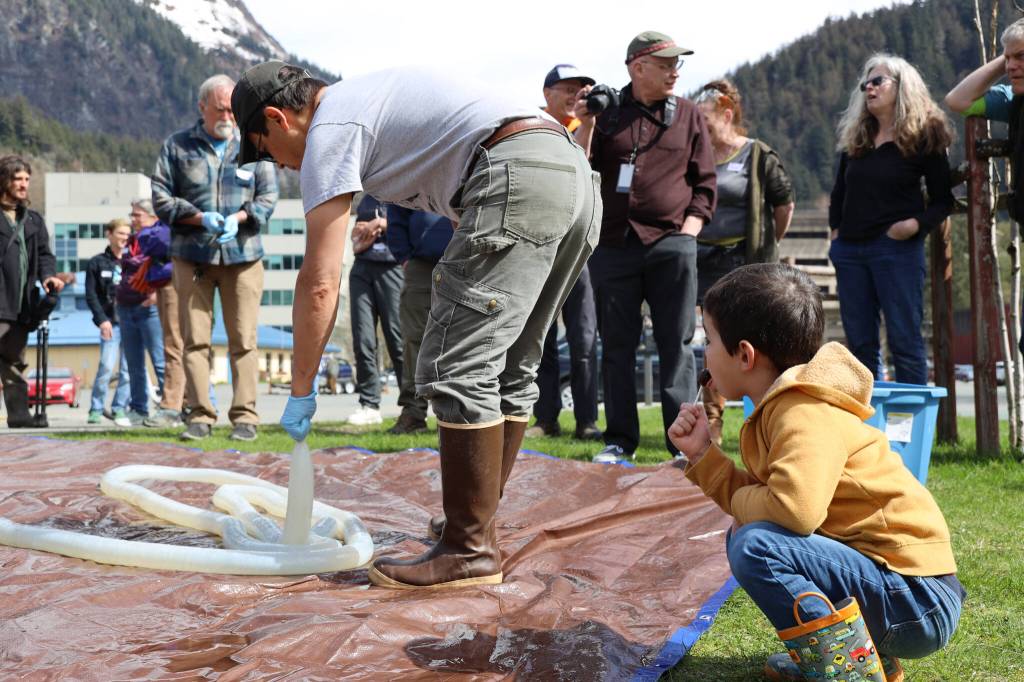 David Winston-Chan, 5, licks a lollypop while watching Sven Haakanson Jr. unwind the small intestine of a Kodiak brown bear while he leads a bear gut processing workshop Saturday afternoon at the Alaska State Museum. Winston-Chan said his favorite part of the day was seeing the water come out. (Clarise Larson / Juneau Empire)
