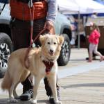 Sloane, a 7-month-old dog, hangs out with her owner Dave Kovach while attending the 2023 Juneau Maritime Festival Saturday afternoon at the Elizabeth Peratrovich Plaza. (Clarise Larson / Juneau Empire)