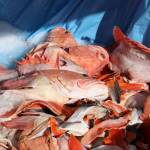 Carcasses of yelloweye rockfish glimmer in the sunlight after being filleted during 2023 Juneau Maritime Festival Saturday afternoon at the Elizabeth Peratrovich Plaza. The fish was cooked and handed out for free by Taku Smokeries throughout the event. (Clarise Larson / Juneau Empire)