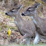 This photo shows two Sitka black-tailed deer with skunk cabbage this Spring 2023, Juneau, (Courtesy Photo / Kenneth Gill, gillfoto)