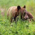 A cinnamon bear Out the Road munches on greenery in late-May. (Courtesy Photo / Ben Hohenstatt)