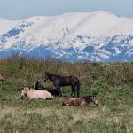 Hope youre all eating your greens today; out by Echo Cove today. (Courtesy Photo / Kenneth Gill, gillfoto)