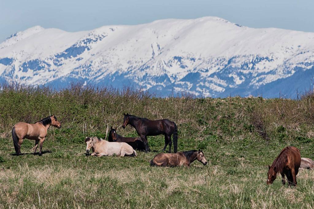 Hope youre all eating your greens today; out by Echo Cove today. (Courtesy Photo / Kenneth Gill, gillfoto)