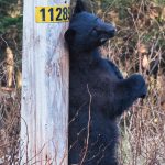 Young black bear enjoys pole scent massage out the road. (Courtesy Photo / Kenneth Gill, gillfoto)