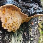 Droplets coating underside of some Conk Fungus on Prince of Wales Island. (Courtesy Photo / Marti Crutcher)