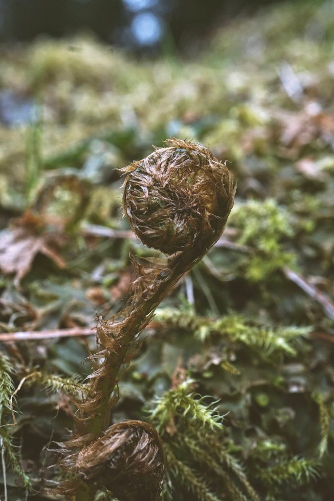 A fern prepares to unfurl in early May. Prince of Wales Island. (Courtesy Photo / Marti Crutcher)