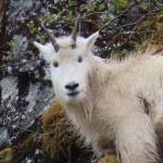 Young mountain goat next to Nugget Falls at the Mendenhall Glacier on May 13, 2023. (Courtesy Photo / Steven Hamilton)