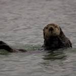 This photo taken in mid-May at Glacier Bay shows a sea otter. (Courtesy Photo / Carolyn Kelley)
