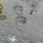 This photo shows black bear prints in the sand at Glacier Bay. (Courtesy Photo / Carolyn Kelley)