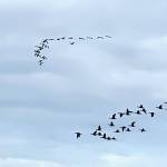 Snow geese followed by Canada geese soar above the Boy Scout Meadow on April 29. (Courtesy Photo / Denise Carroll)
