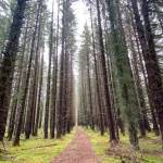 The cathedral walkway at the Boy Scout Camp on April 29. (Courtesy Photo / Denise Carroll)
