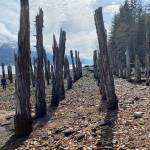 Row by row the old pilings stand guard south of Sandy Beach. (Courtesy Photo / Denise Carroll)
