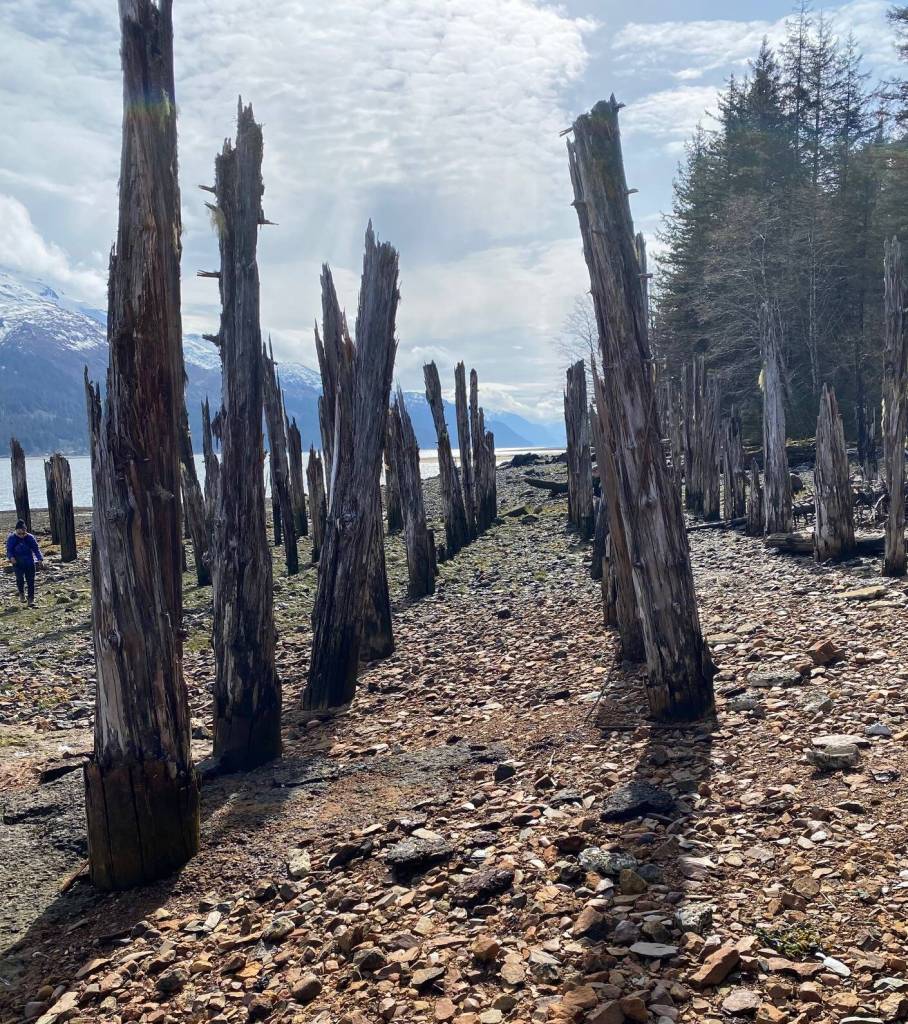 Row by row the old pilings stand guard south of Sandy Beach. (Courtesy Photo / Denise Carroll)