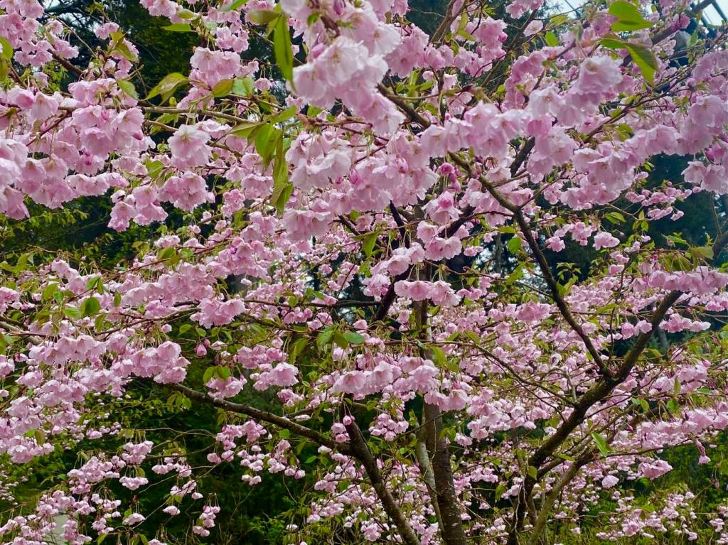 A profusion of cherry blossoms on Channel Heights. (Courtesy Photo / Denise Carroll)