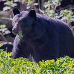 A large black bear at Spring feeding Out the Road. (Courtesy Photo / Kenneth Gill, gillfoto)