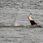 An orca splashes to disturb feed below in Fritz Cove. (Courtesy Photo / Kenneth Gill, gillfoto)