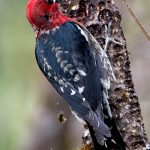 Red-breasted Sapsucker out by Eagle beach. (Courtesy Photo / Kenneth Gill, gillfoto)