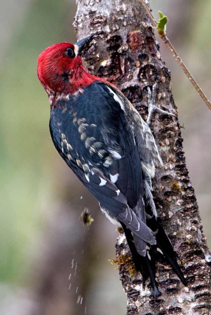 Red-breasted Sapsucker out by Eagle beach. (Courtesy Photo / Kenneth Gill, gillfoto)