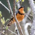 Varied thrush out on Eagle Beach Meadow. (Courtesy Photo / Kenneth Gill, gillfoto)