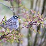 White-crowned Sparrow out by Eagle Beach. (Courtesy Photo / Kenneth Gill, gillfoto)