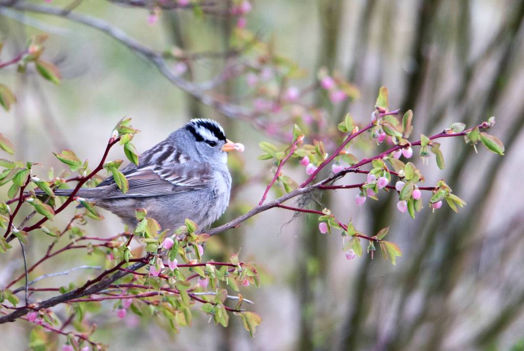 White-crowned Sparrow out by Eagle Beach. (Courtesy Photo / Kenneth Gill, gillfoto)