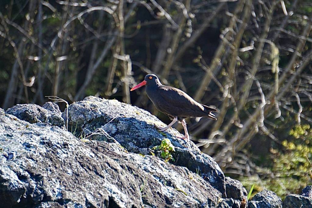 Black oystercatcher bird strolling along the beach. This photo was taken at Sunshine Cove on May 6. (Courtesy Photo / Juliet Harrison)